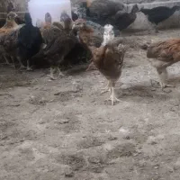 جوجه محلی مرغ و خروس