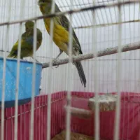 جفت مولد قناری سبز سنتی