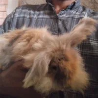 خرگوش لوپ خارجی ماده