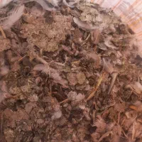 خاک کفتر ۱۱ کیسه تمیز از رو سنگ جعم شده