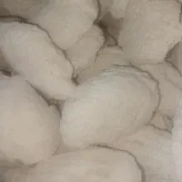 کشک گاو بهداشتی