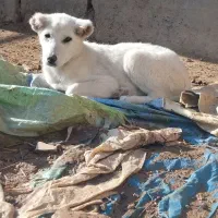 کوچوک ماده 1 تومان