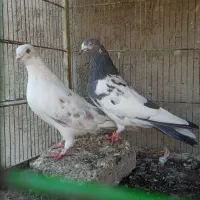 کبوتر پرشی|پرنده|مشکین‌دشت, |دیوار