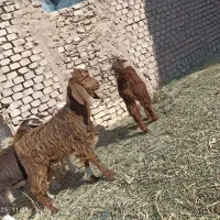 پنج عدد بزغاله یک نر  4ماده