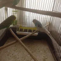 مرغ عشق|پرنده|چهاردانگه (تهران), |دیوار