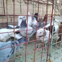 شانزده تا کفترشهرستانی.بدون بوم|پرنده|مشهد, امیریه|دیوار