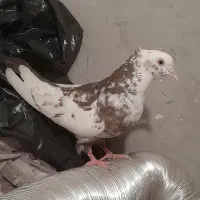 ماده دم قهوه معاوضه