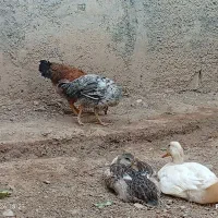 اردک