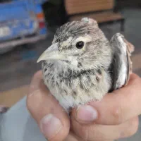 سهره خاکی|پرنده|بجنورد, |دیوار