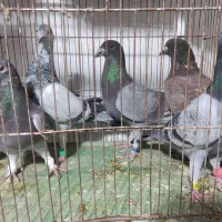 کفتر پلاکی تیر