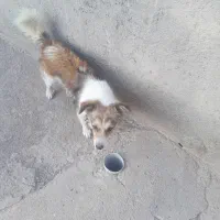 سگ پاکوتا فروشی