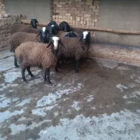 ۹راس‌بره‌نر‌پای‌پروار