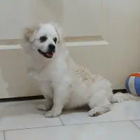 سگ پامرانین