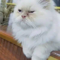 گربه پرشین|گربه|خوی, |دیوار