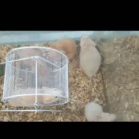 فروش همستر   وکبوترهای پرشی