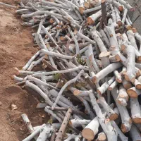 باسلام فروش انواع چوب باغی هیزمی|خدمات باغبانی و درختکاری|فلاورجان, |دیوار