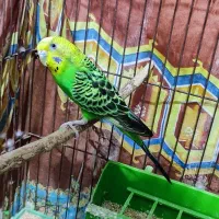 فنچ و مرغ عشق