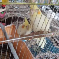 یک جفت عروس هلندی لوتینو سالم