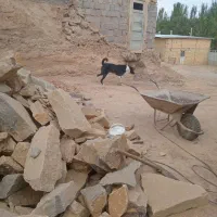 واگذاری سگ|سگ|شیرینسو, |دیوار