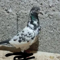 کبوتر غریب ماده تیدی پیور