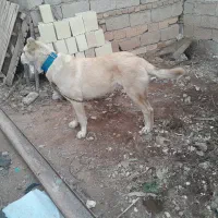 سگ یکی نره یکی ماده