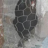 تخم مرغ|خوردنی و آشامیدنی|ایلام, |دیوار