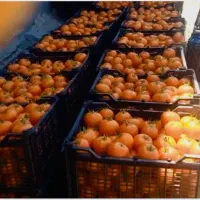 بذر هیبرید گوجه فرنگی رقم مشابه ۸۳۲۰،رقم ۸۰۲۰|خدمات باغبانی و درختکاری|سنندج, |دیوار