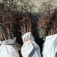 مجموع تولیدنهالهای زرشکپفکیانواععناب.ازخراسان|خدمات باغبانی و درختکاری|اصفهان, دانشگاه اصفهان|دیوار