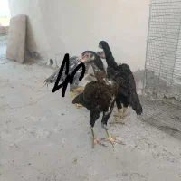 جوجه مرغ لاری اوشاموافغان|حیوانات مزرعه|یزد, |دیوار