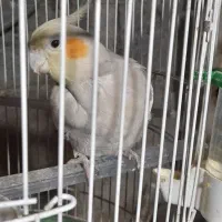 عروس هلندی|پرنده|رشت, لاکان|دیوار