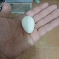 تخم مرغ