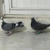 دم سفید و قره سبز آلمانی|پرنده|تربتحیدریه, کلاته توکلی|دیوار