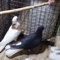 رنگی وسیاهپوش|پرنده|محمدیه-قزوین, |دیوار