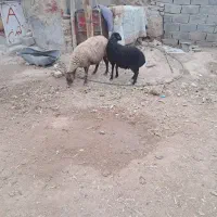 میش با بره بزرگ|حیوانات مزرعه|فرمهین, |دیوار