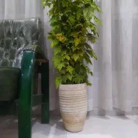 گلدون‌پاییزی