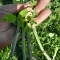 فروش بذر یونجه