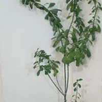 گل طبیعی فردوس با گلدون پلیمری استوانه