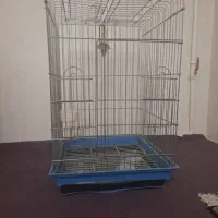 قفس عروس هلندی