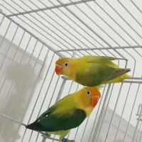 طوطی برزیلی مولد فوق لوکس کلکسیونی