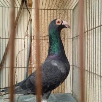 کبوتر کاریر ماده