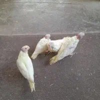 جوجه عروس هلندی سرلاکی