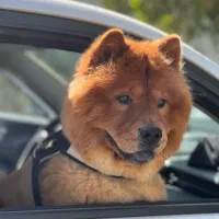 سگ گمشده کردان