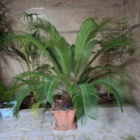 گل سیکاس همراه دوتا پاجوش|گل و گیاه طبیعی|رشت, معلم|دیوار