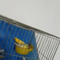 زرد نر و ماده مولد پنج تخم|پرنده|فولادشهر, زاینده رود|دیوار