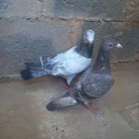 کفتر|پرنده|تایباد, |دیوار