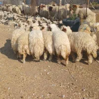 گوسفند، کور ماده|حیوانات مزرعه|آبدانان, |دیوار