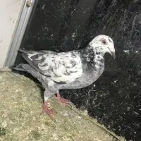 کفتر|پرنده|نیشابور, شهید بهشتی|دیوار