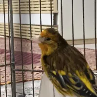 سهره قناری نر شیرین خان