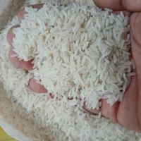 برنج طارم‌ مجلسی