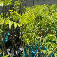 نهال گردوی خوشه ای دیرگل و پربار و زودبازده|خدمات باغبانی و درختکاری|تربت‌حیدریه, رضاشهر|دیوار